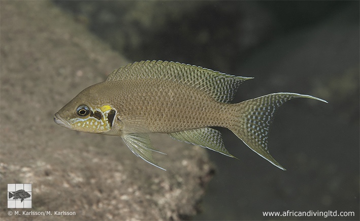 Neolamprologus brichardi 'Katumbi Point'